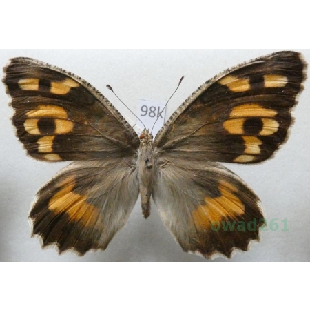 Chazara enervata analoga Seitz, 1908 Tadjikistan98k